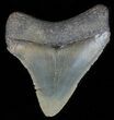 Juvenile Megalodon Tooth - Serrated #61717-1